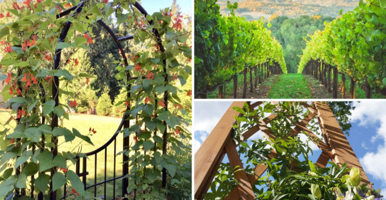 The Most Beautiful Edible Vines to Grow on Trellises