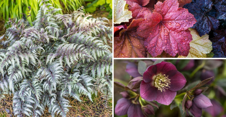 The Only Shade-Loving Plants That Don’t Attract Slugs
