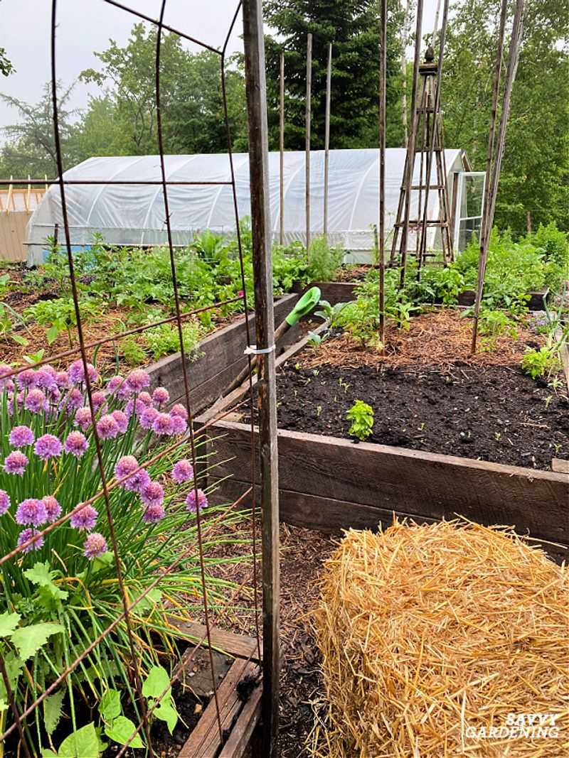 The Hidden Fungus Problem