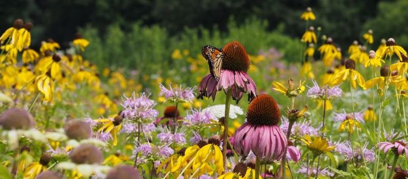 Native Plants: Nature's Support System