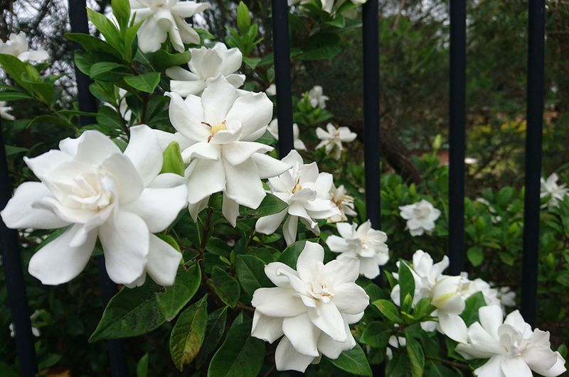 The Heavenly Gardenia