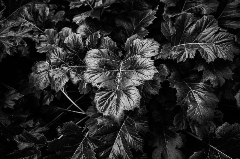 The Language of Leaves