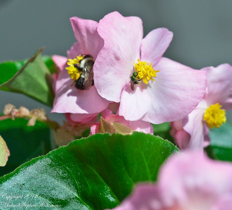 The Pollinator's Dance