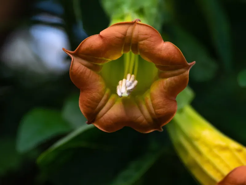 Plants Are Vanishing Faster Than Ever Before