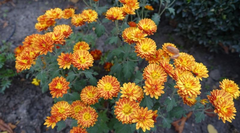 The Radiant Chrysanthemum