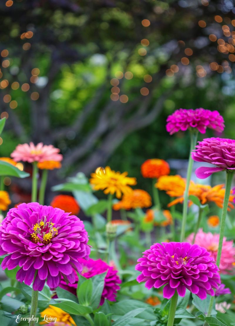 The Vibrant Zinnia