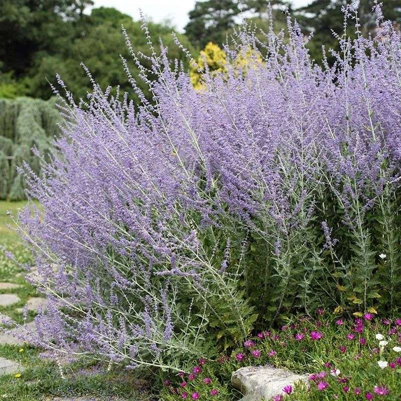 The Enigmatic Russian Sage