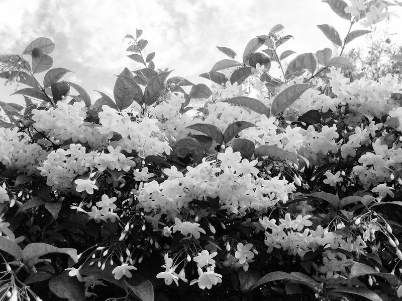 The Invisible Perfume