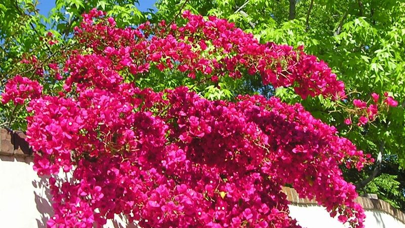 Bougainvillea's Vibrant Resilience