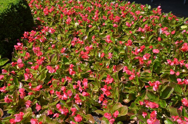 The Evergreen Lesson