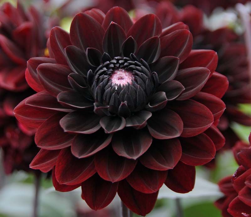 The Choco Dahlia