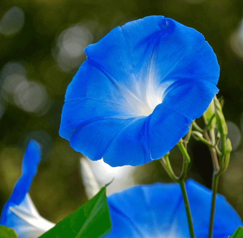 The Shy Morning Glory