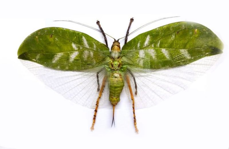 Some Katydids Can Fly