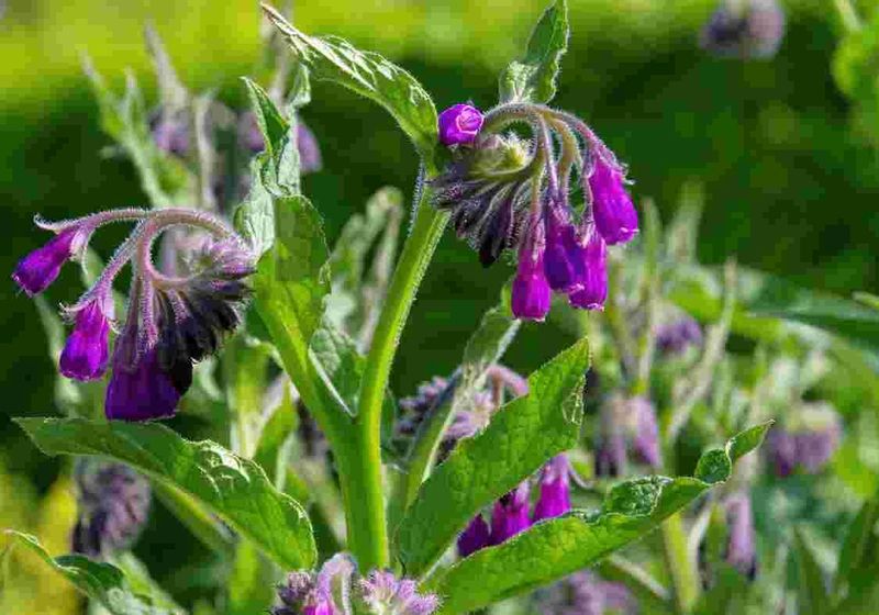 It’s a Miracle Mulch & Fertilizer