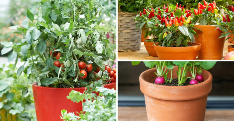 These 10 Vegetables Thrive in Containers — But These 5 Will Disappoint You