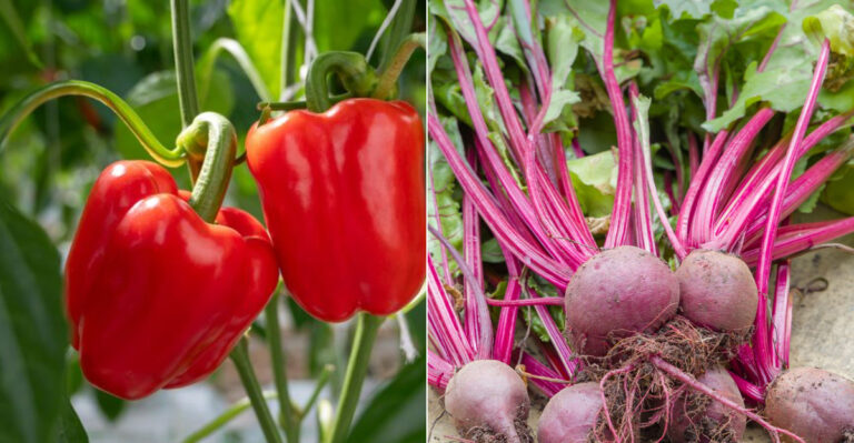These 11 Vegetables Die When You Add Coffee Grounds to Soil