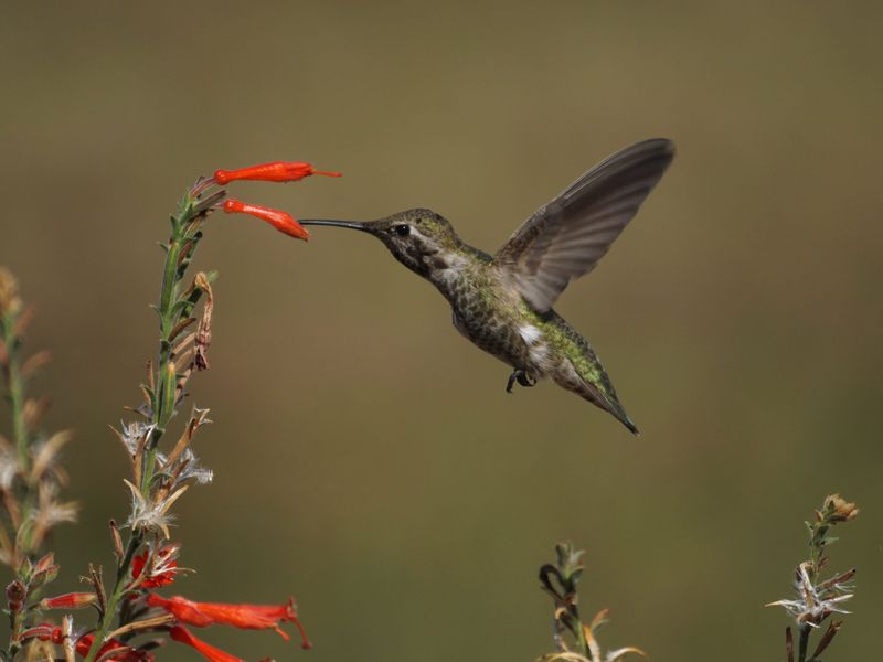 Using Pesticides & Herbicides