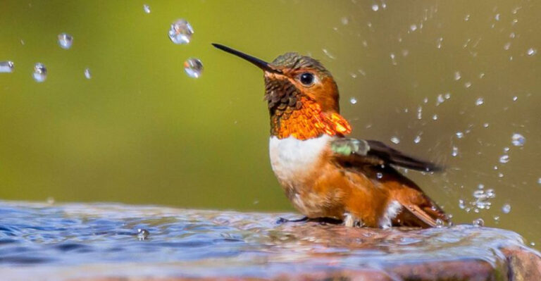 These 11 Yard Mistakes Are Scaring Hummingbirds Away – Here’s How to Fix Them