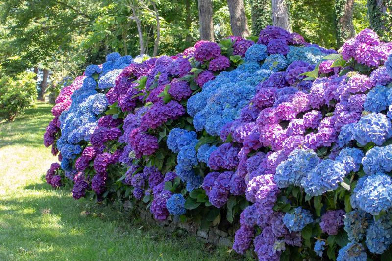 Hydrangea