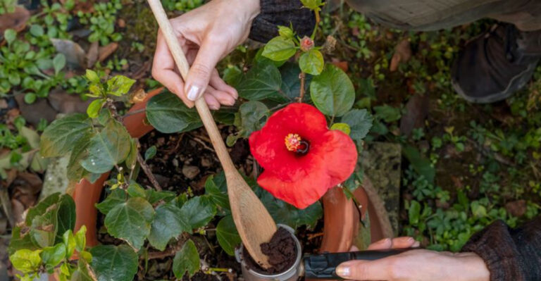 These 13 Flowers Thrive on Coffee Grounds – But These 7 Hate Them