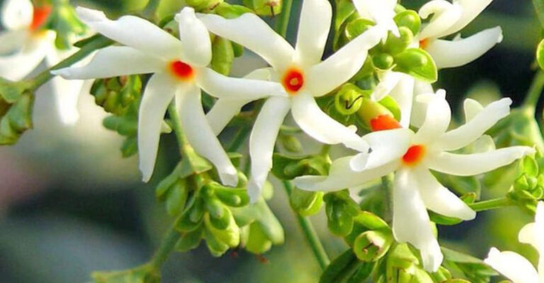 These 13 Jasmine Varieties Share One Thing – They Bloom at Night — Pure Magic