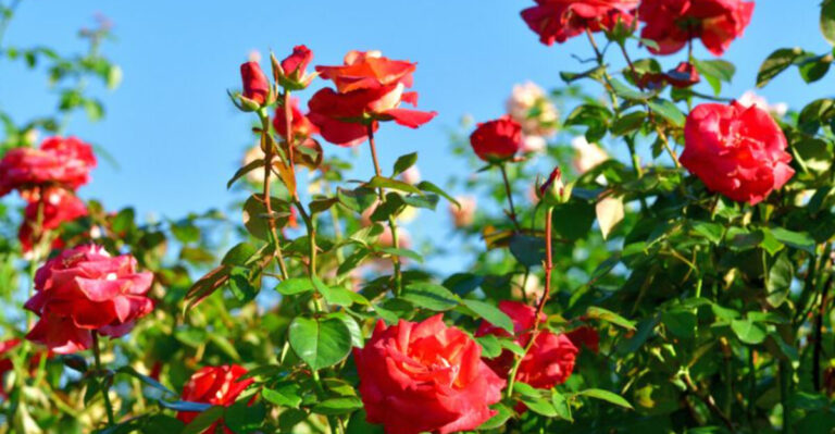 These 13 Rose Growing Tricks Share One Thing — They Double Your Summer Blooms