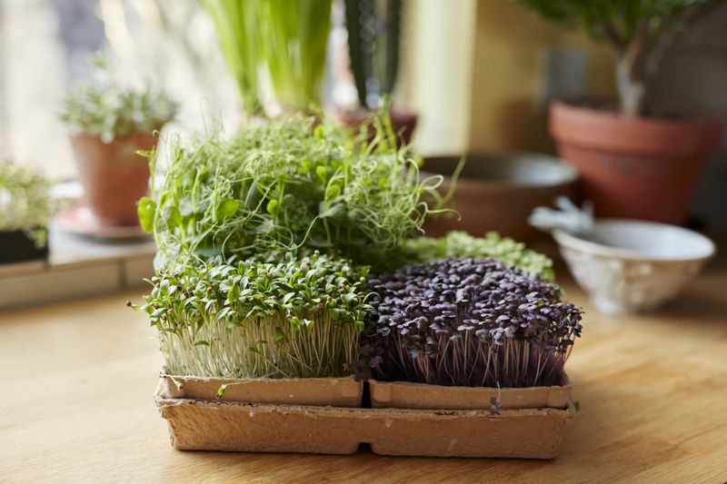 Microgreens