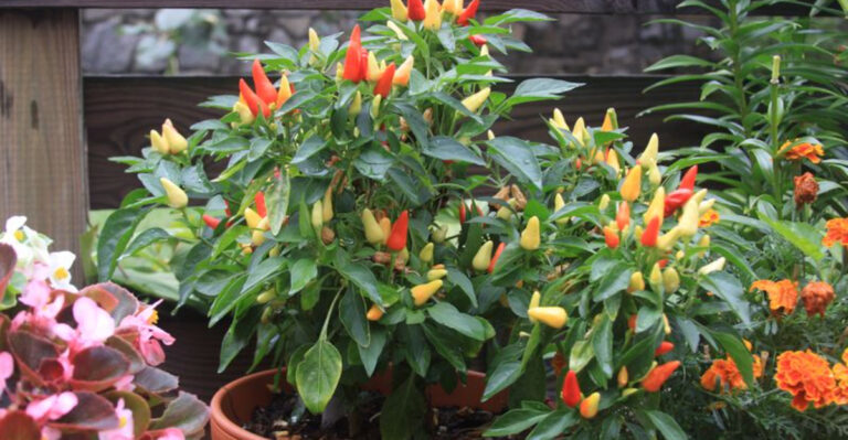 These 13 Vegetables Grow in Tiny Spaces – Even Apartments