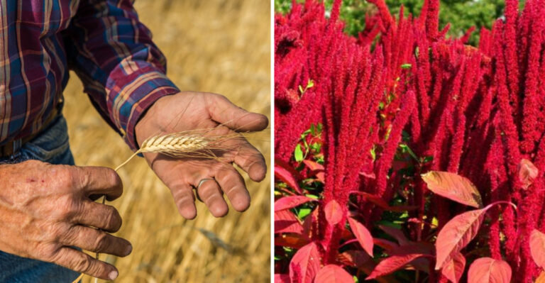 These 15 Ancient Grains Make Better Chicken Feed Than Corn and Soy