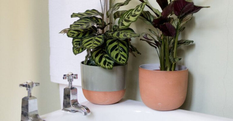 These 15 Houseplants Love Your Bathroom More Than Your Living Room