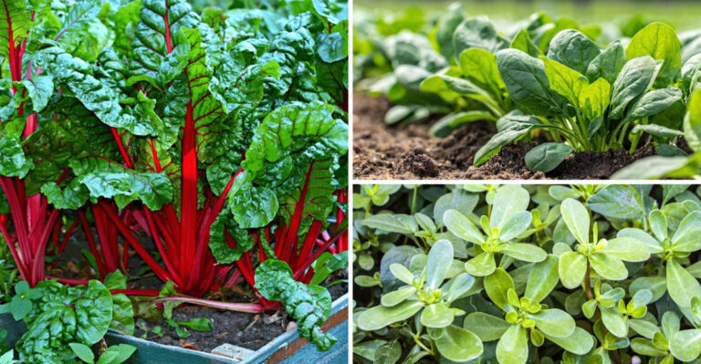 These 15 Leafy Greens Beat Kale in Nutrition — And They’re Easier to Grow