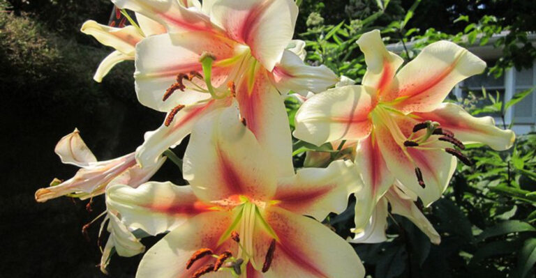 These 16 July Flowers Create Stunning Color Explosions in Any Garden