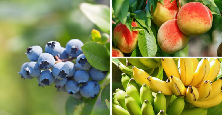 These 17 Backyard Fruits Lower Blood Pressure Better Than Pills