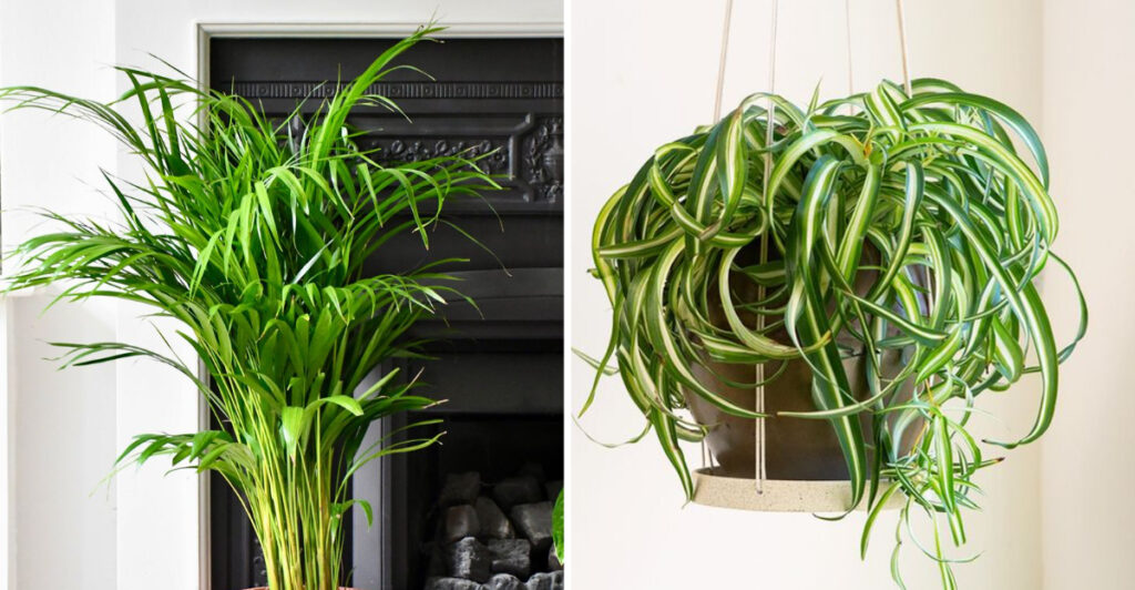 These 17 Cat-Safe Plants Are Taking Over Homes in 2025 — Here’s Why