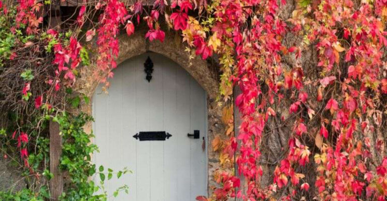 These 17 Climbing Plants Create Perfect Privacy — But One Does Something Extra