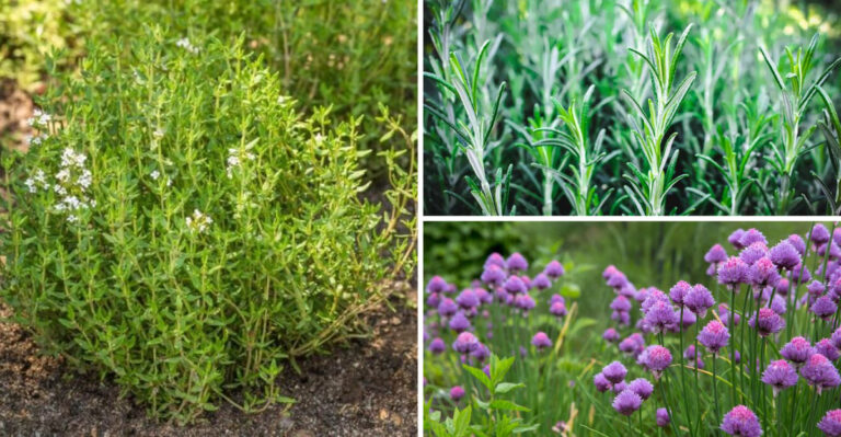 These 17 Easy Herbs Transform Any Garden — But Most Gardeners Skip #3