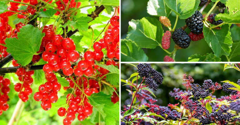 These 17 Forgotten Berries Outproduce Blueberries With Zero Effort