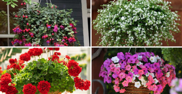 These 17 Hanging Basket Plants Thrive in Any Weather — Gardeners Are Obsessed