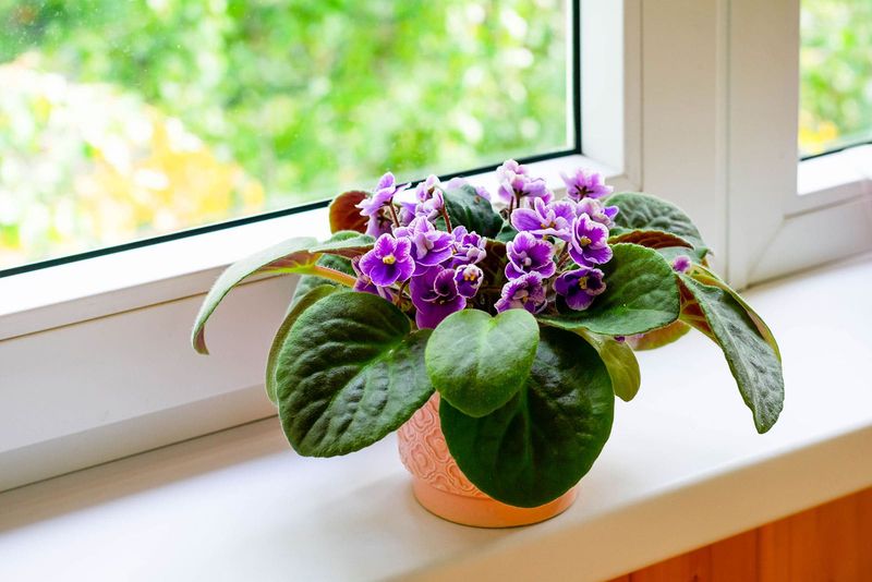 African Violet
