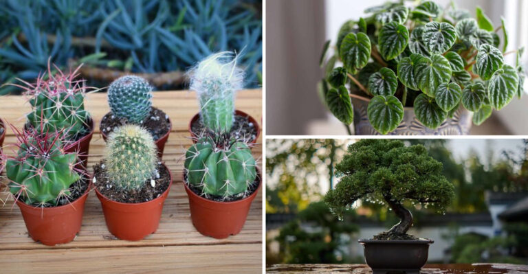These 17 Houseplants Actually Prefer Tiny Pots (Your Small Space Is Perfect)