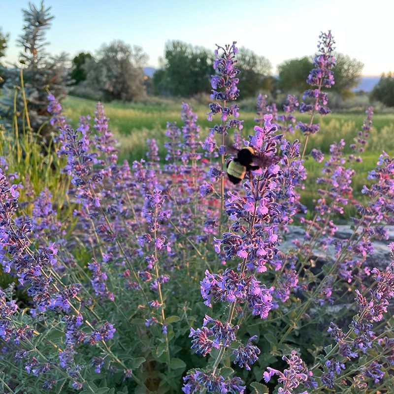 Catmint (Nepeta)