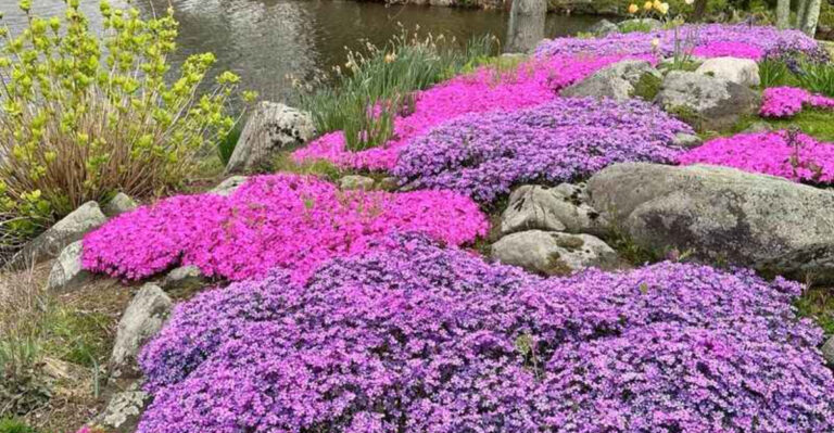 These 17 Perennial Flowers Kill Weeds Naturally (No More Weeding!)