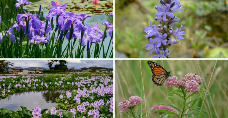 These 17 Plants Actually Love Too Much Water (Most People Don’t Know)