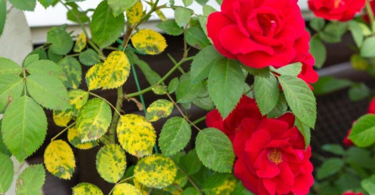 These 17 Plants Change Colors When Starving – The Hidden Warning Signs