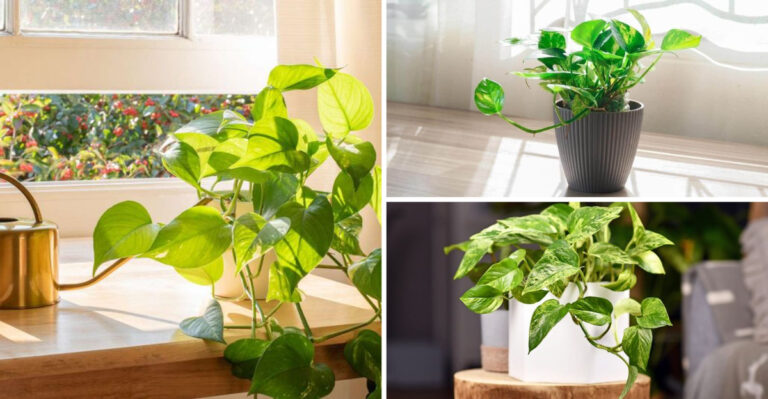 These 17 Pothos Care Secrets Turn Brown Vines Into Jungle Beauties
