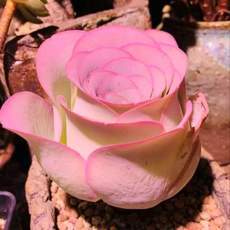 Greenovia Dodrantalis (Mountain Roses)