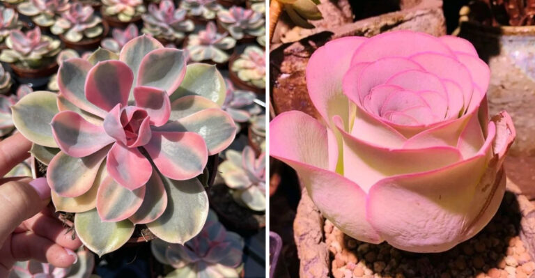 These 17 Rose Succulents Will Fool Your Friends Every Time