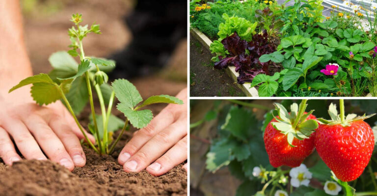 These 17 Strawberry Growing Secrets Create Sugar-Sweet Berries — #11 Will Shock You