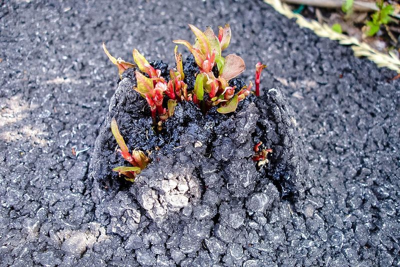 Japanese Knotweed