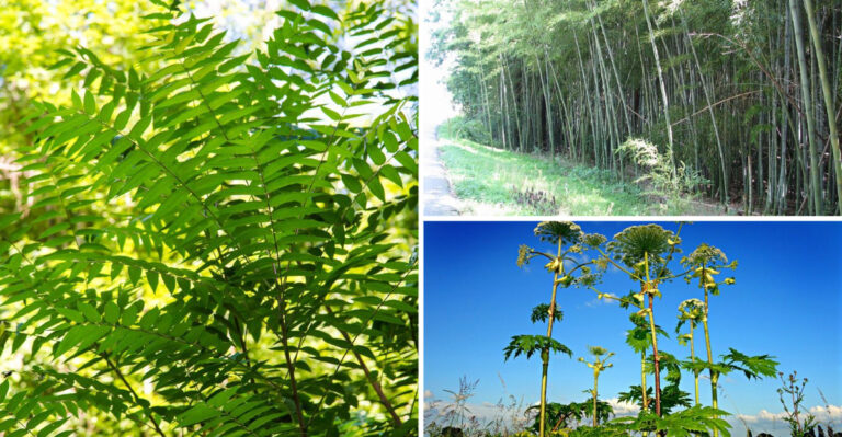 These 17 ‘Wildlife Plants’ Are Secretly Destroying Ecosystems